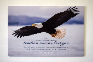 Cuadro canvás Águila (Isaías 40:31)